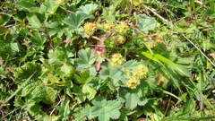 Alchemilla caucasica