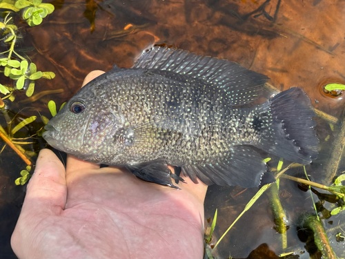 Texas Cichlid