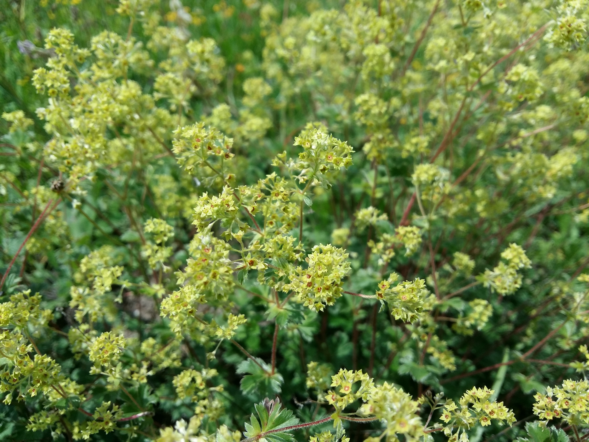 Alchemilla sericata