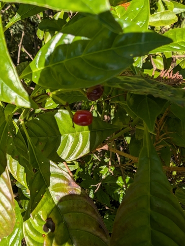 Foto de Café selvagem