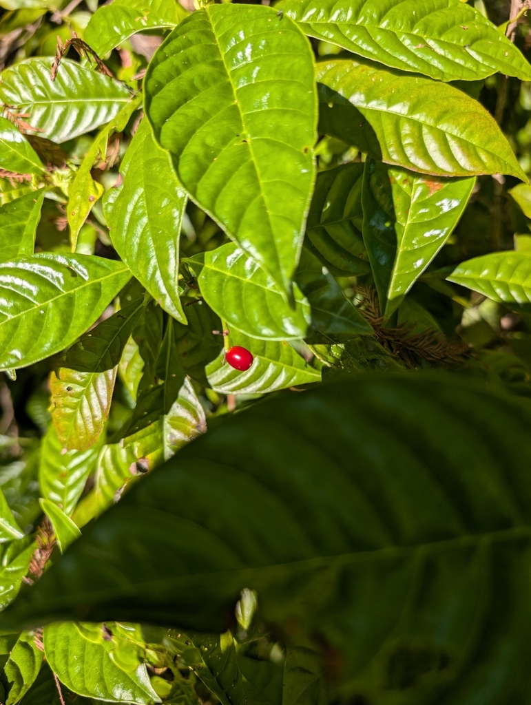 Foto de Café selvagem