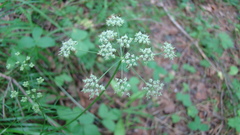 Lomatocarum alpinum