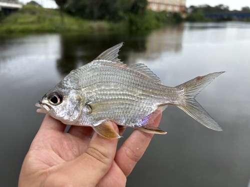 Broad shad (Diapterus auratus) — Gerreidae