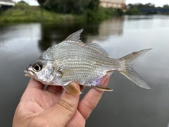 Irish Mojarra photo 1
