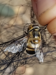 Copestylum apiciferum