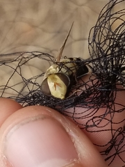 Copestylum apiciferum