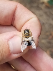 Copestylum apiciferum