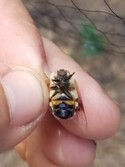 Copestylum apiciferum