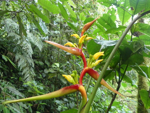 Ecuador rainforests heliconia (Heliconia impudica)