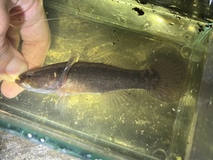 Largescaled Spinycheek Sleeper photo 2