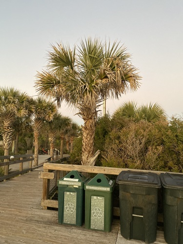 Foto de Sabal-palmetto