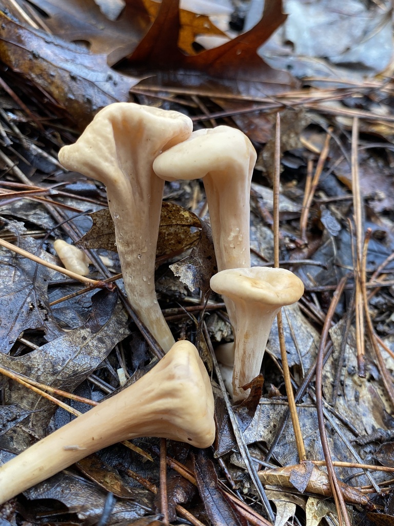 Clavariadelphus sp. 'MI01'