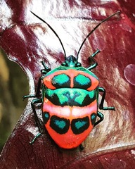 Poecilocoris donovani