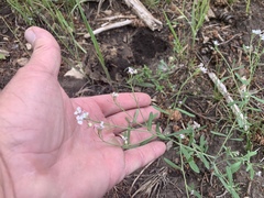 Mostacillastrum subauriculatum