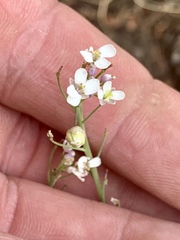 Mostacillastrum subauriculatum