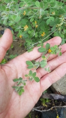 Acmispon heermannii heermannii