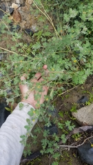 Acmispon heermannii heermannii