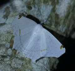 Sericoptera virginaria