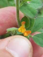 Acmispon heermannii heermannii