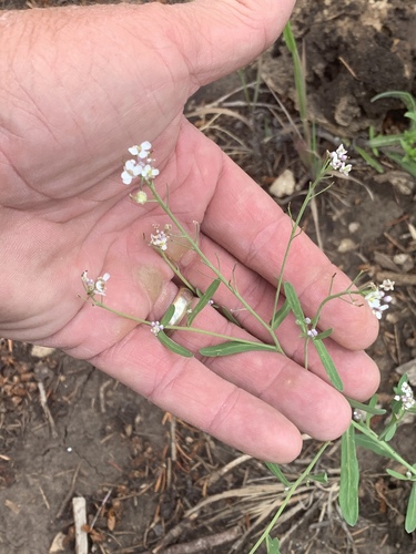 Las Vegas tumblemustard (Thelypodiopsis vaseyi)