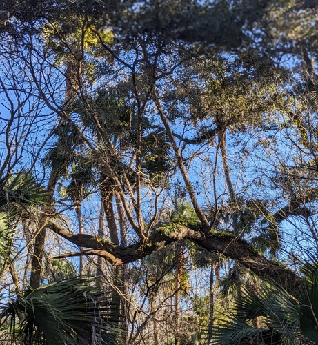 Foto de Carvalho-americano