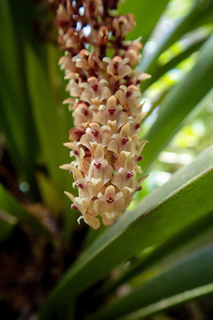 Aeridostachya robusta