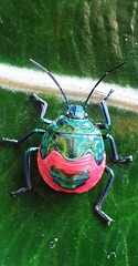 Poecilocoris donovani