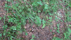 Lomatocarum alpinum