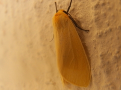 Pareuchaetes insulata