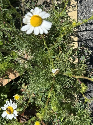 Foto de Margaridinha