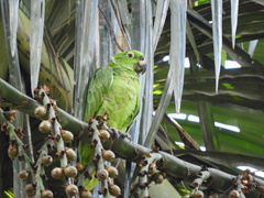 Yellow-Crowned Amazon photo 1