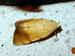 Xanthodes albago