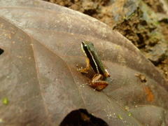 Silverstoneia flotator