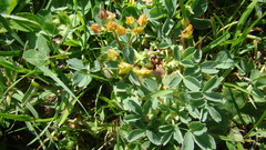Sibbaldia parviflora