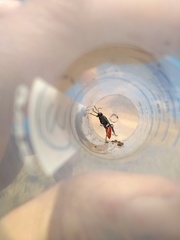 Sphecidae