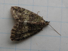 Hydriomena renunciata