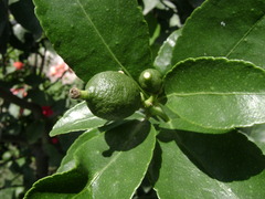 Citrus × limon