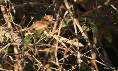 Thamnophilus ruficapillus