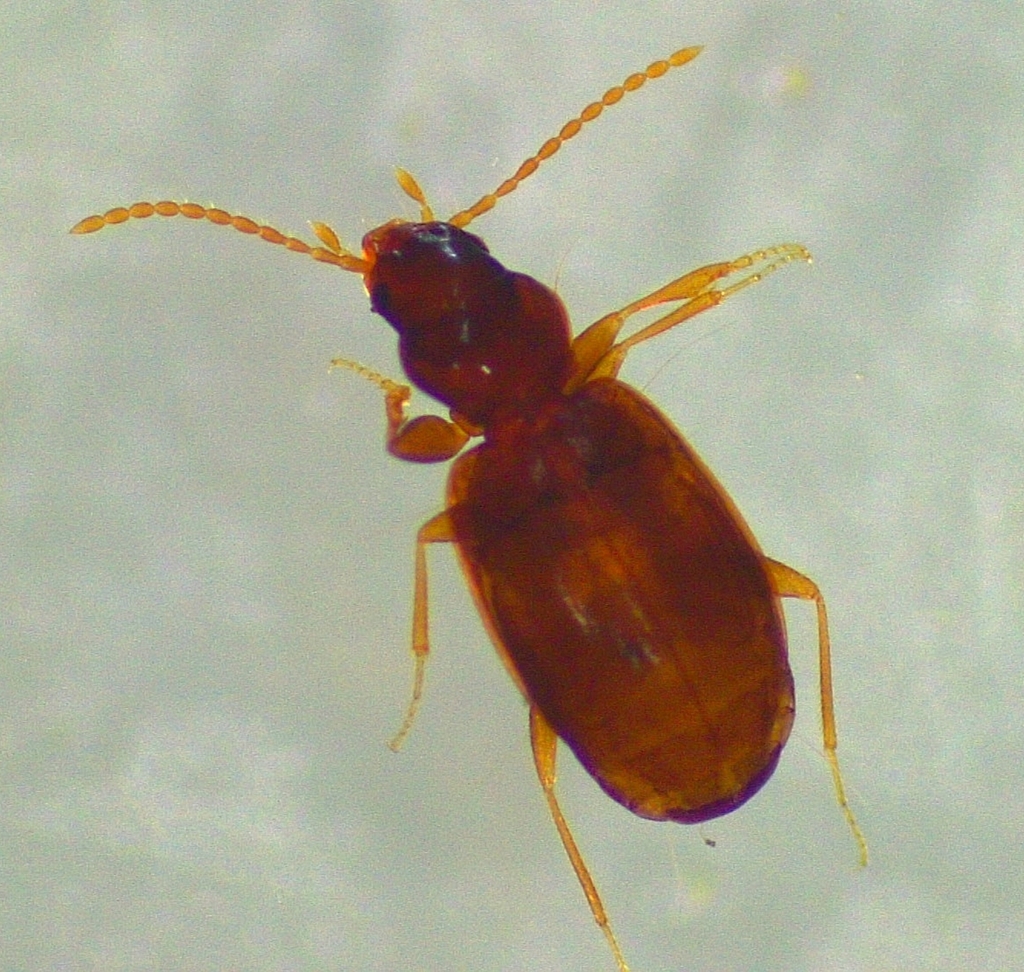 Polyderis