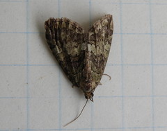 Hydriomena renunciata