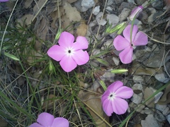 Phlox nana