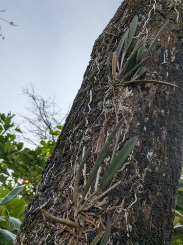 Image of Brassavola nodosa by (c) portioid, some rights reserved (CC BY)