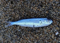 Blackback Silverside photo 2
