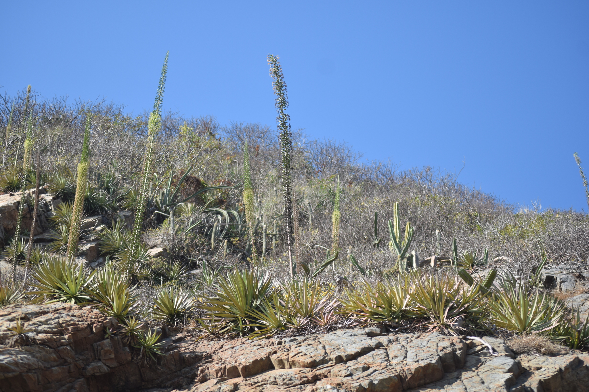 Agave complicata Trel. ex Ochot.