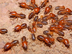 Syntermes molestus