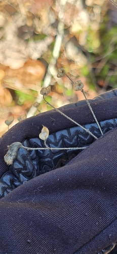 Foto de Alecrim-do-campo