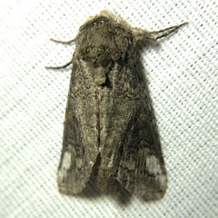 Heterocampa obliqua