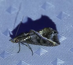 Plusiodonta clavifera