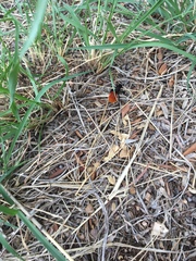 Dasymutilla magnifica