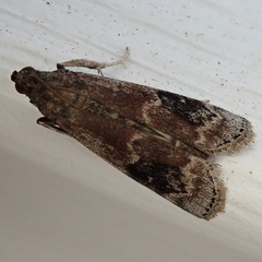 Euzophera ostricolorella